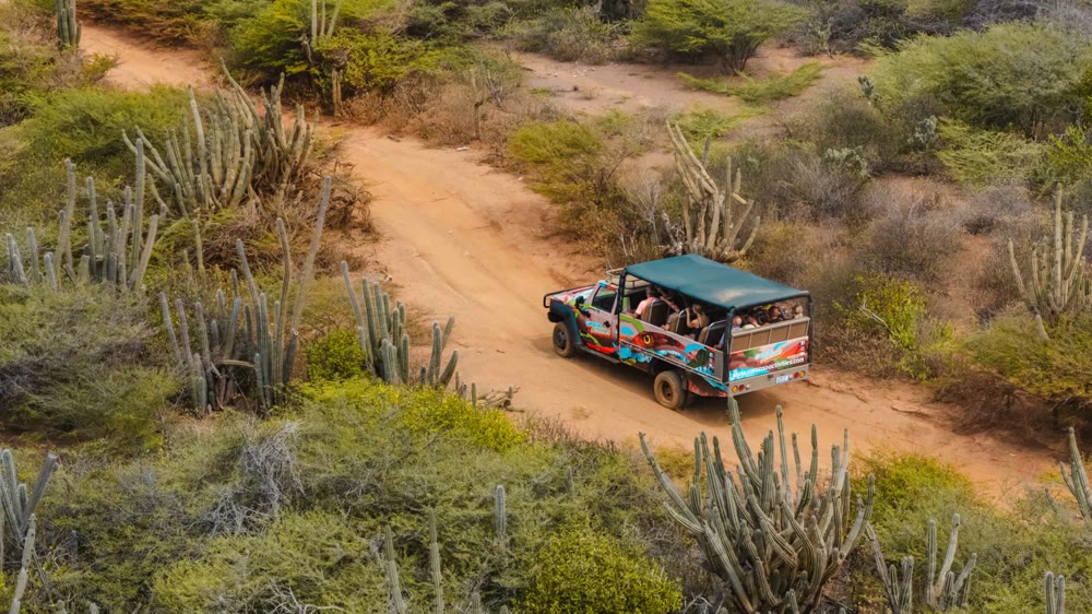 Roofed safari vehicle on a dirt track among cacti