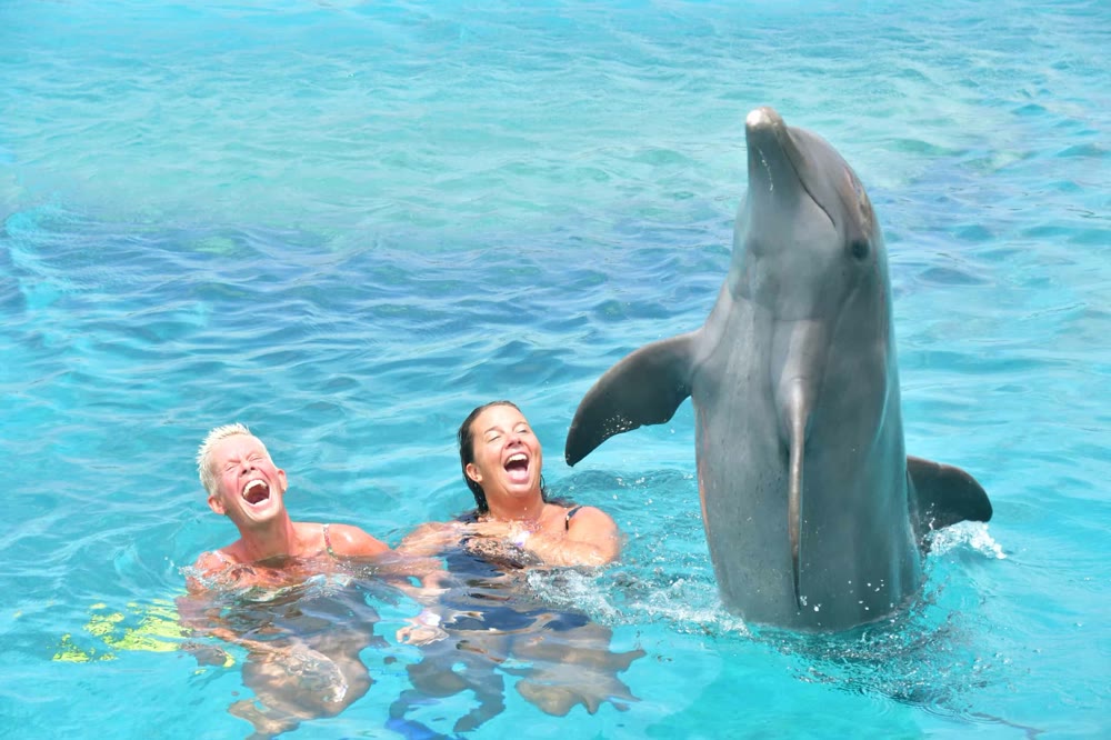 Two swimmers beside a dolphin rising above the water