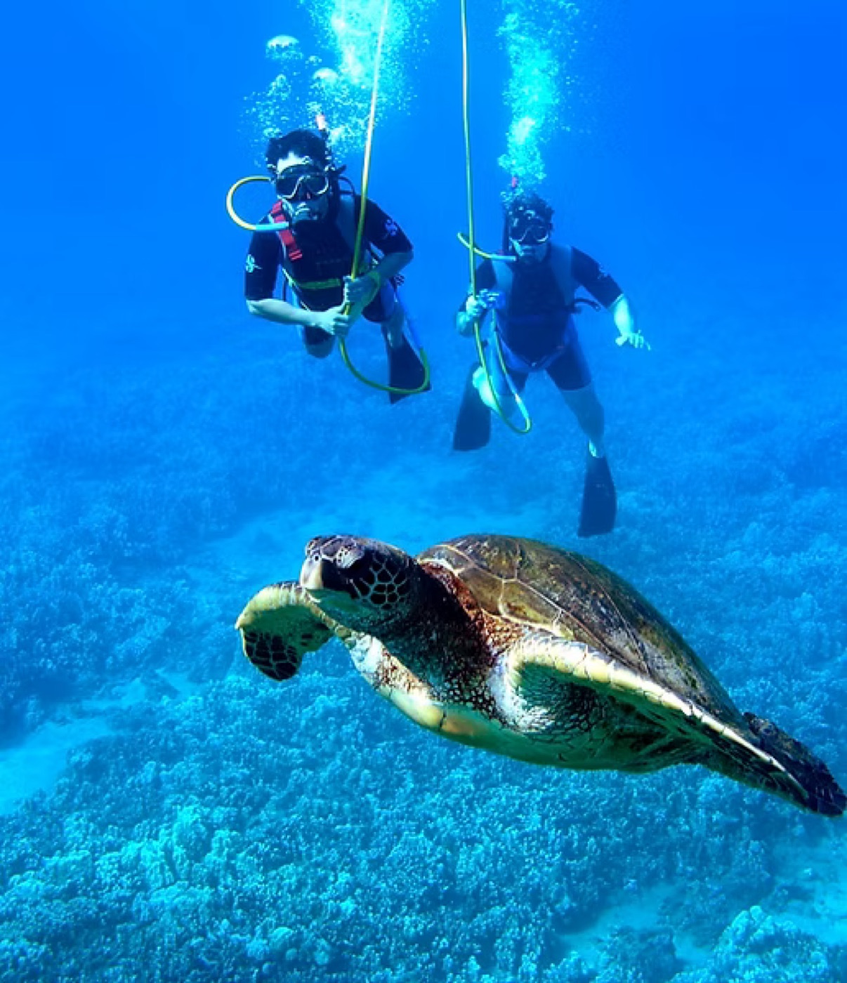 Two divers using air hoses with a turtle swimming in the foreground